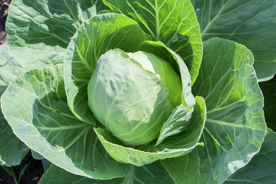 Katie Getzen (No photo available)