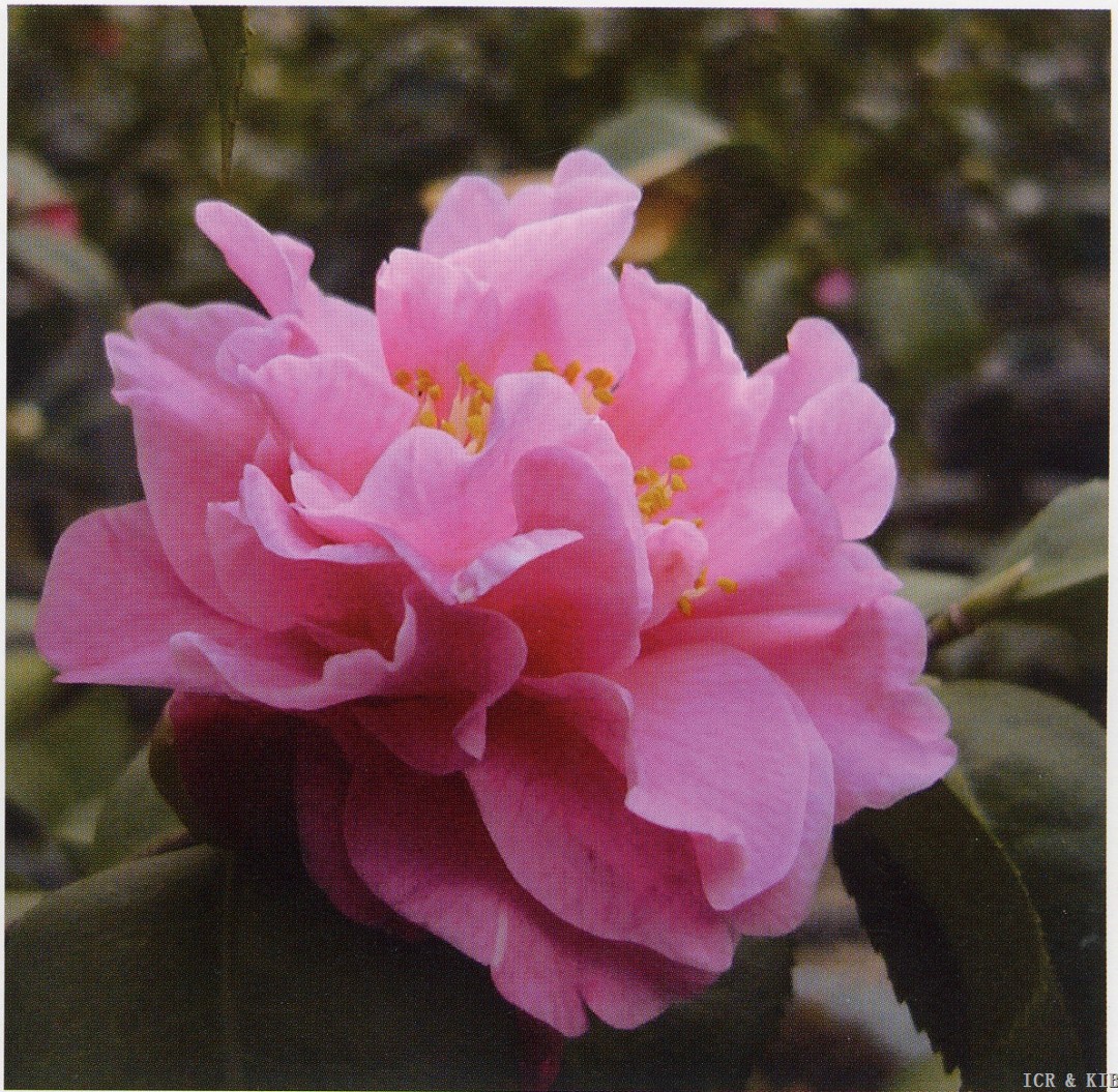 Fragrant Pink
