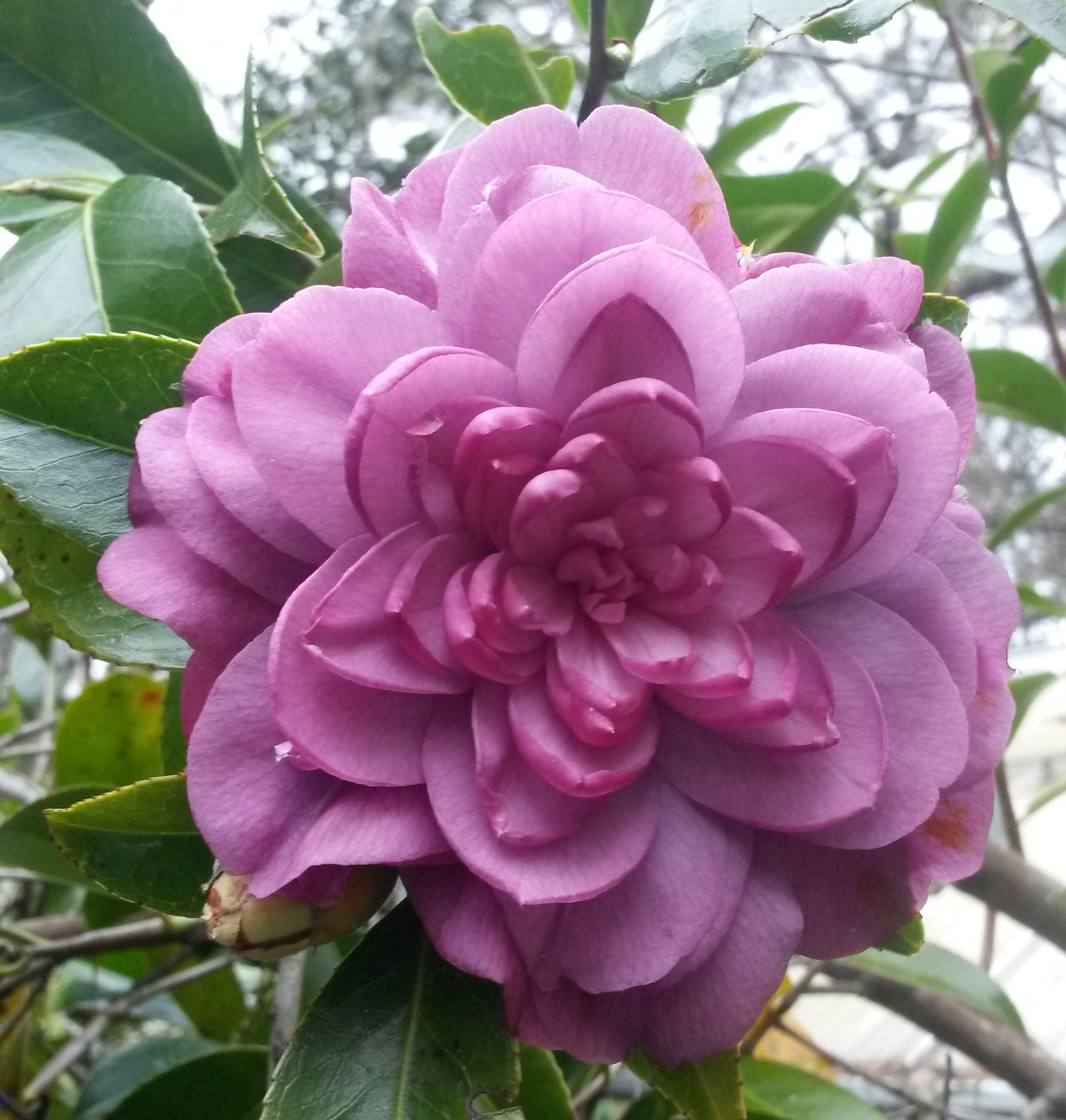 Stephanie's Heavenly Star