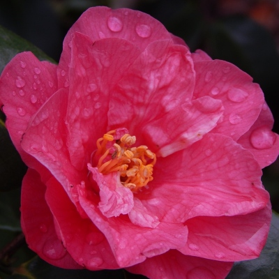 Tricolor [Siebold] Red